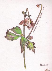 nov 2_12BWanhillcopyright