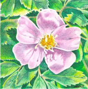 Pencil crayon.