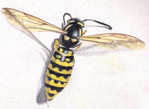 pencil crayon