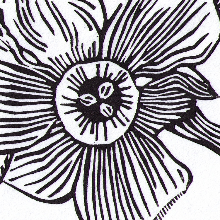 Narcissus ‘Poeticus’ study