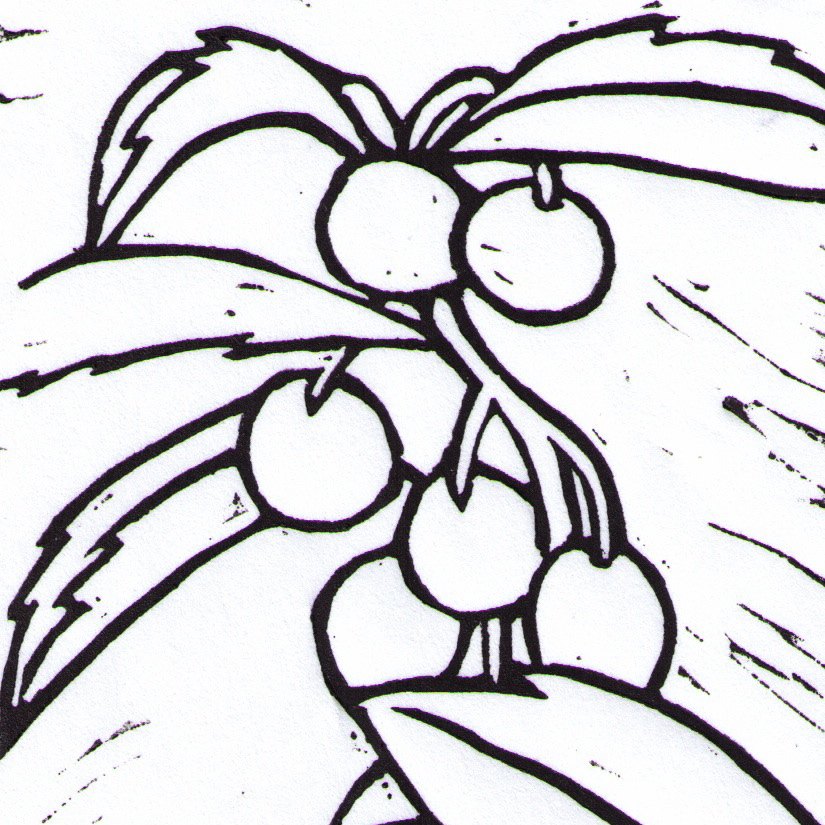 Gaultheria procumbens study