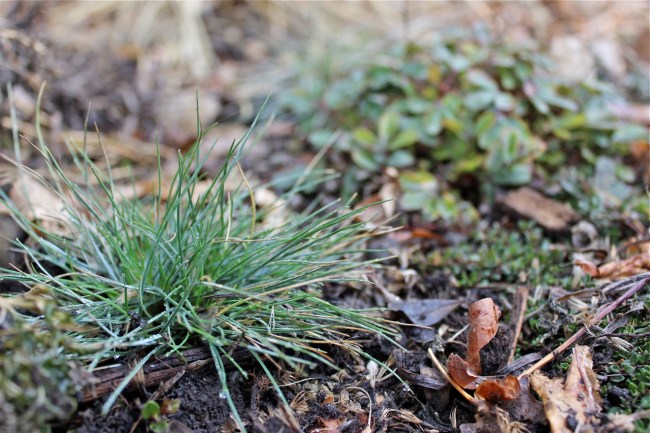 Festuca glauca. Image copyright B. Wanhill 2014