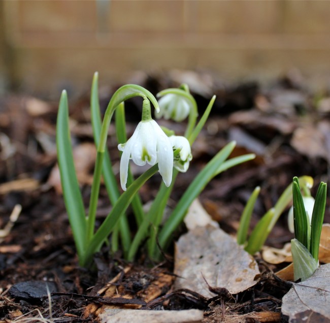 Galanthus nivalis. Image copyright B. Wanhill 2014