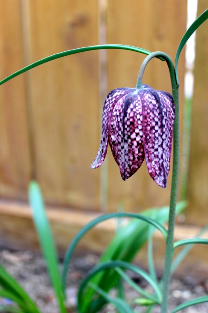Fritillaria meleagris BWanhill 2014