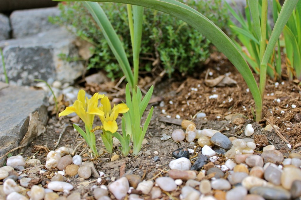 Iris Alaska BWanhill 2014