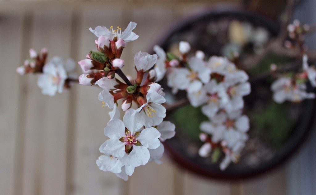 Nanking in a pot BWanhill 2014