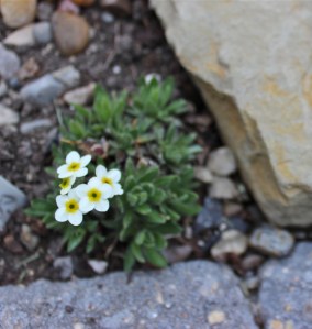 Alpine Rock Jasmine square image B. Wanhill 2014