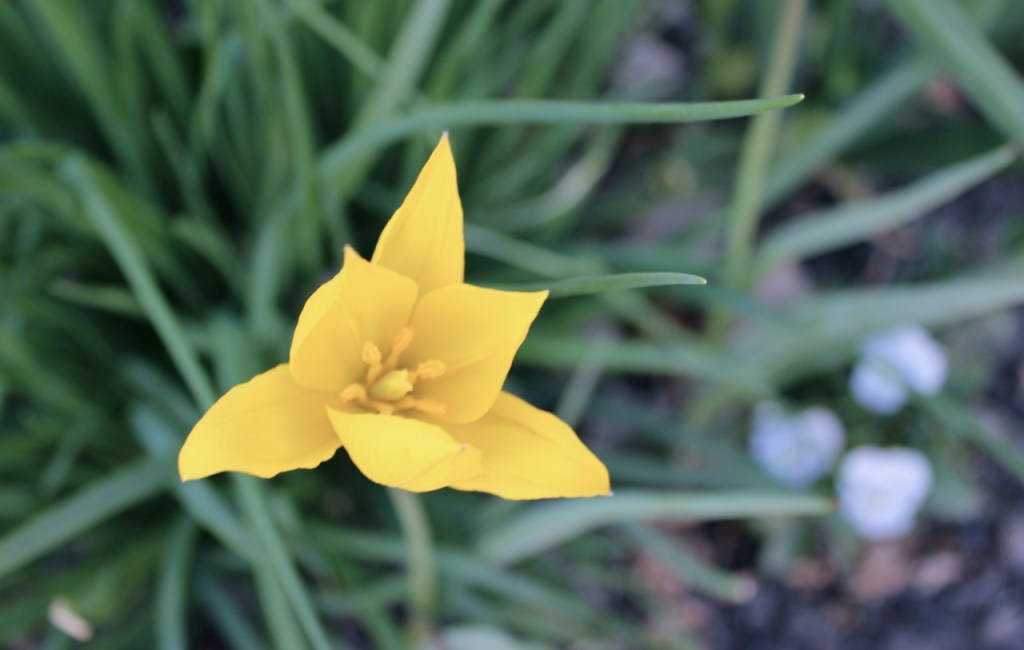 tulipa sylvestris BWanhill 2014