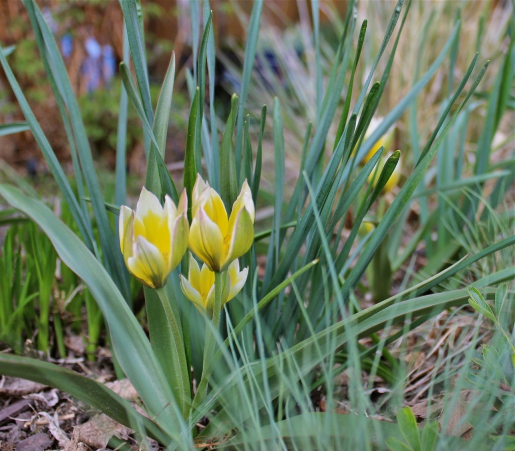 Tulipa tarda BWanhill 2014