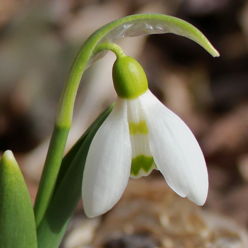 Galanthus