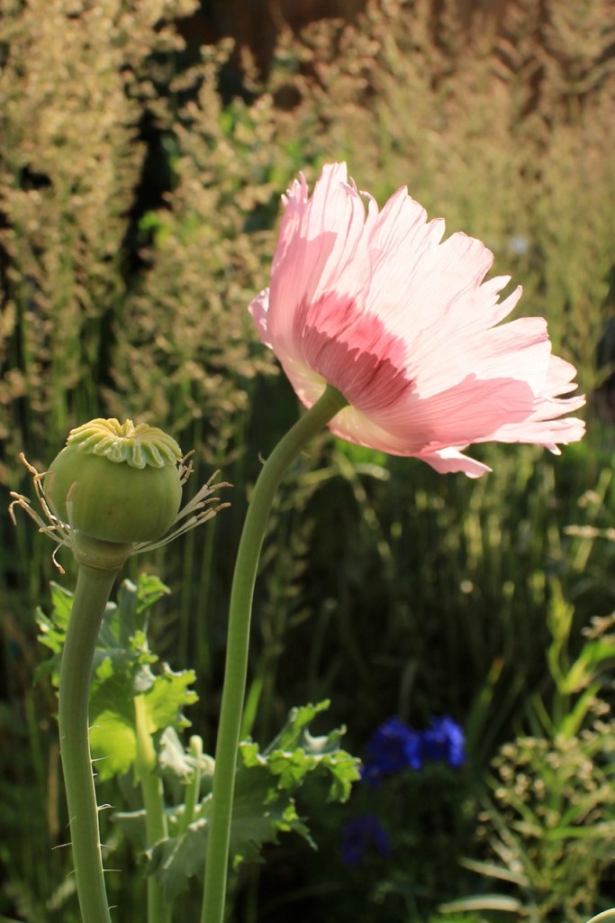 Papaver in the sun