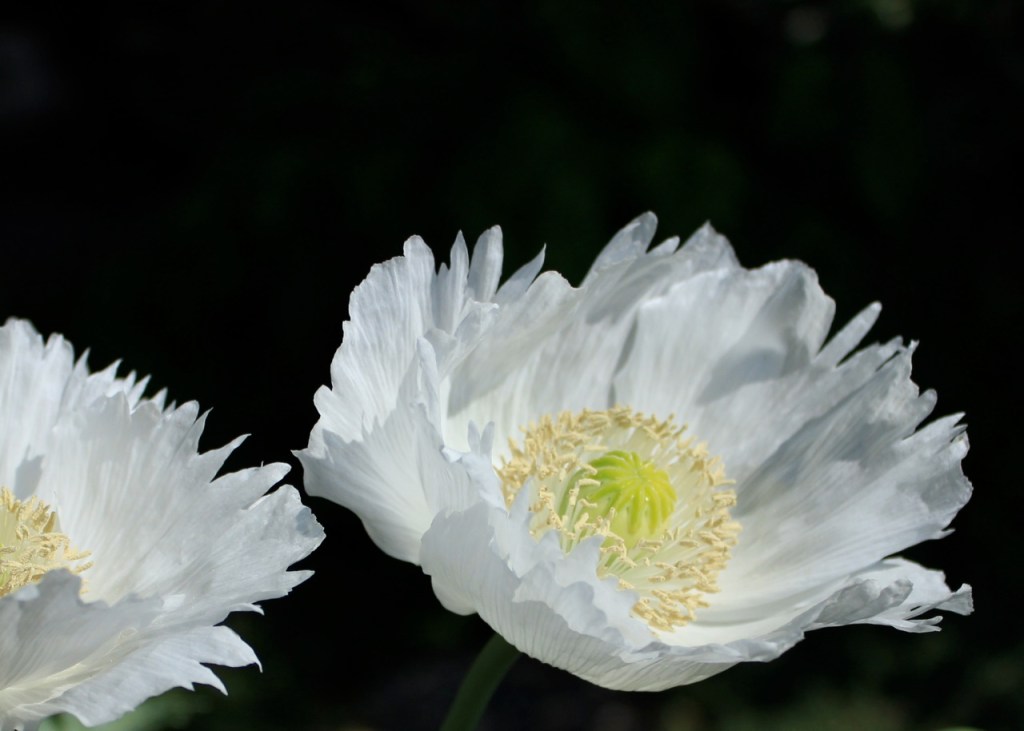 Papaver white