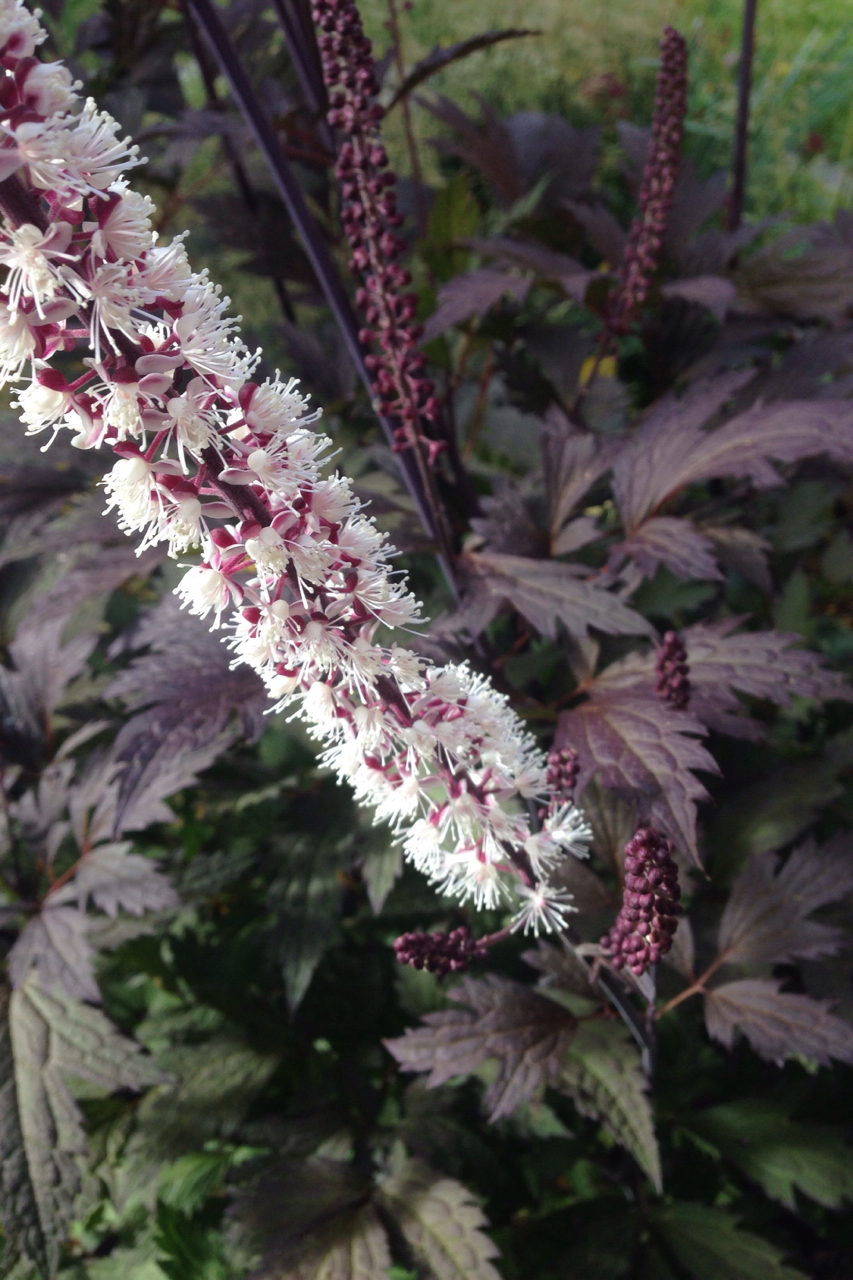 Cimicifuga Sept 15