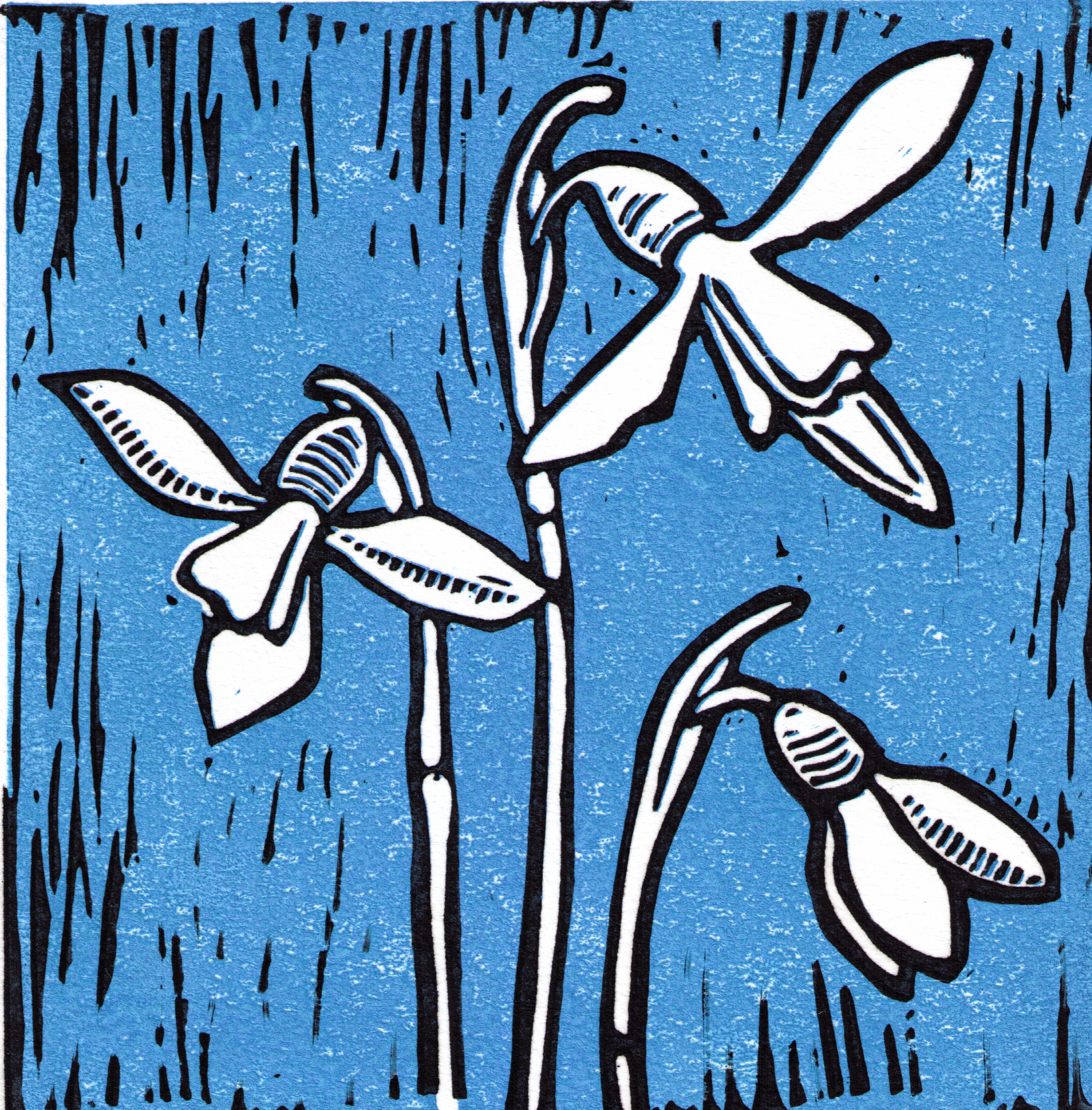 snowdrops-2-colour