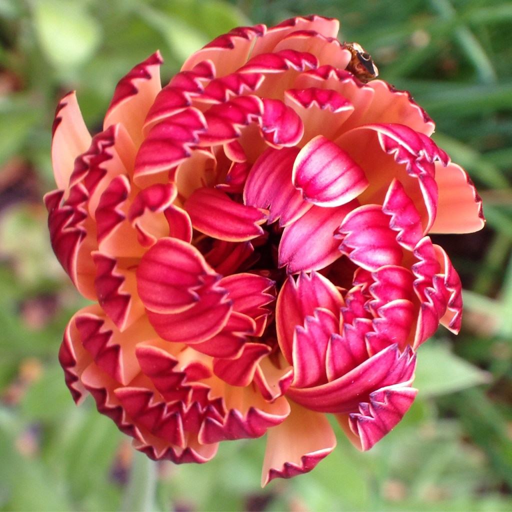 Baker’s dozen of&nbsp;flora