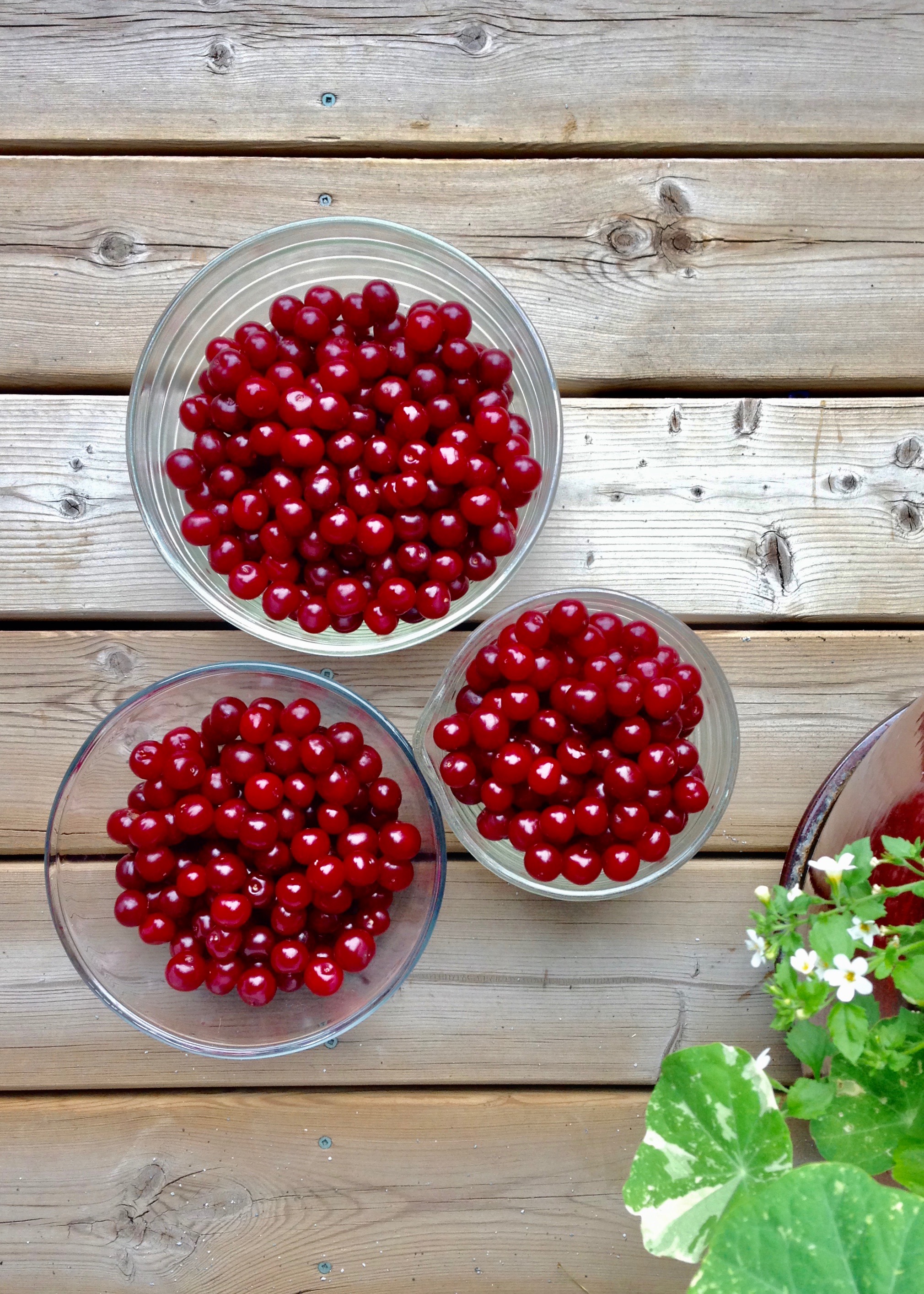 carmine-jewel-cherries