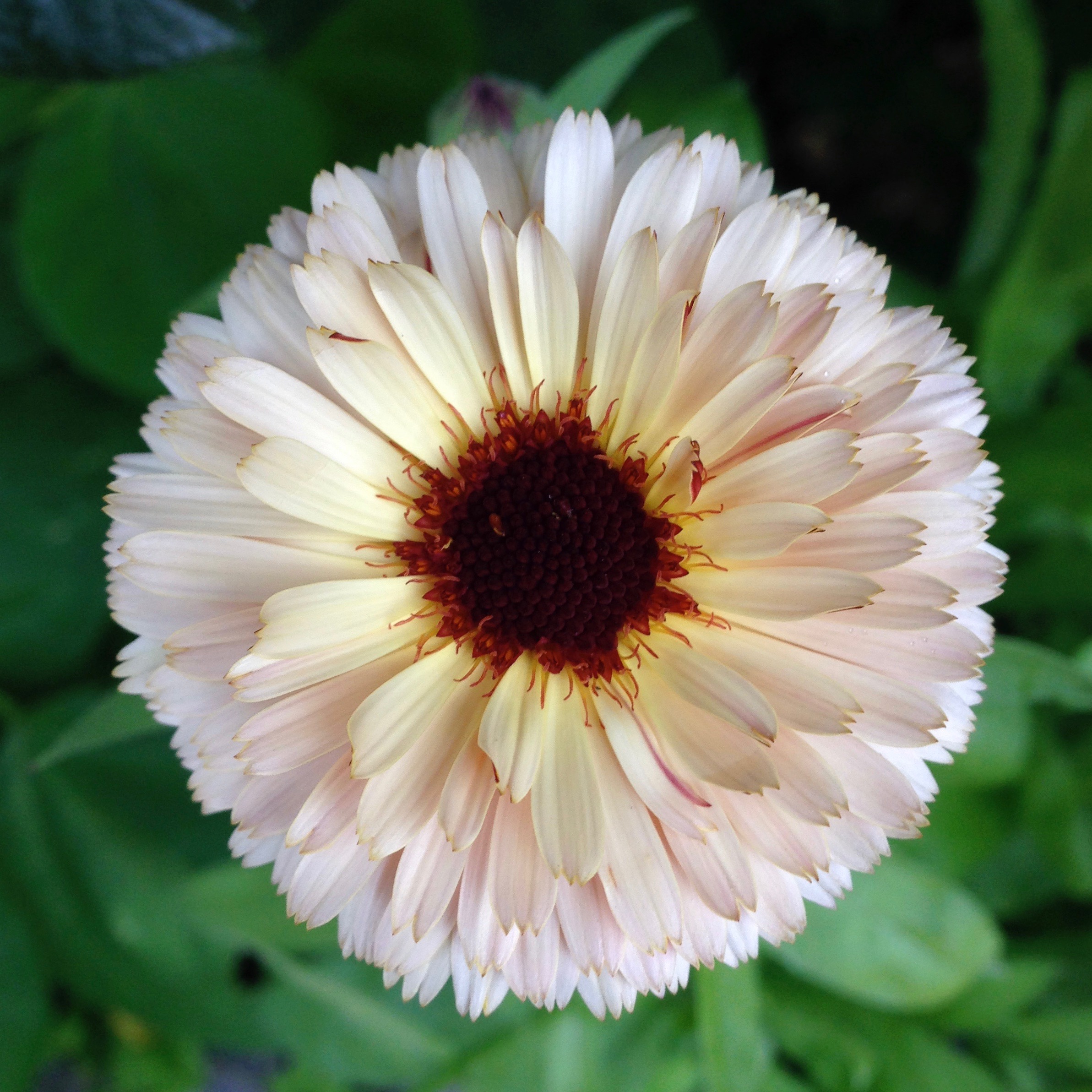 cream-calendula-open