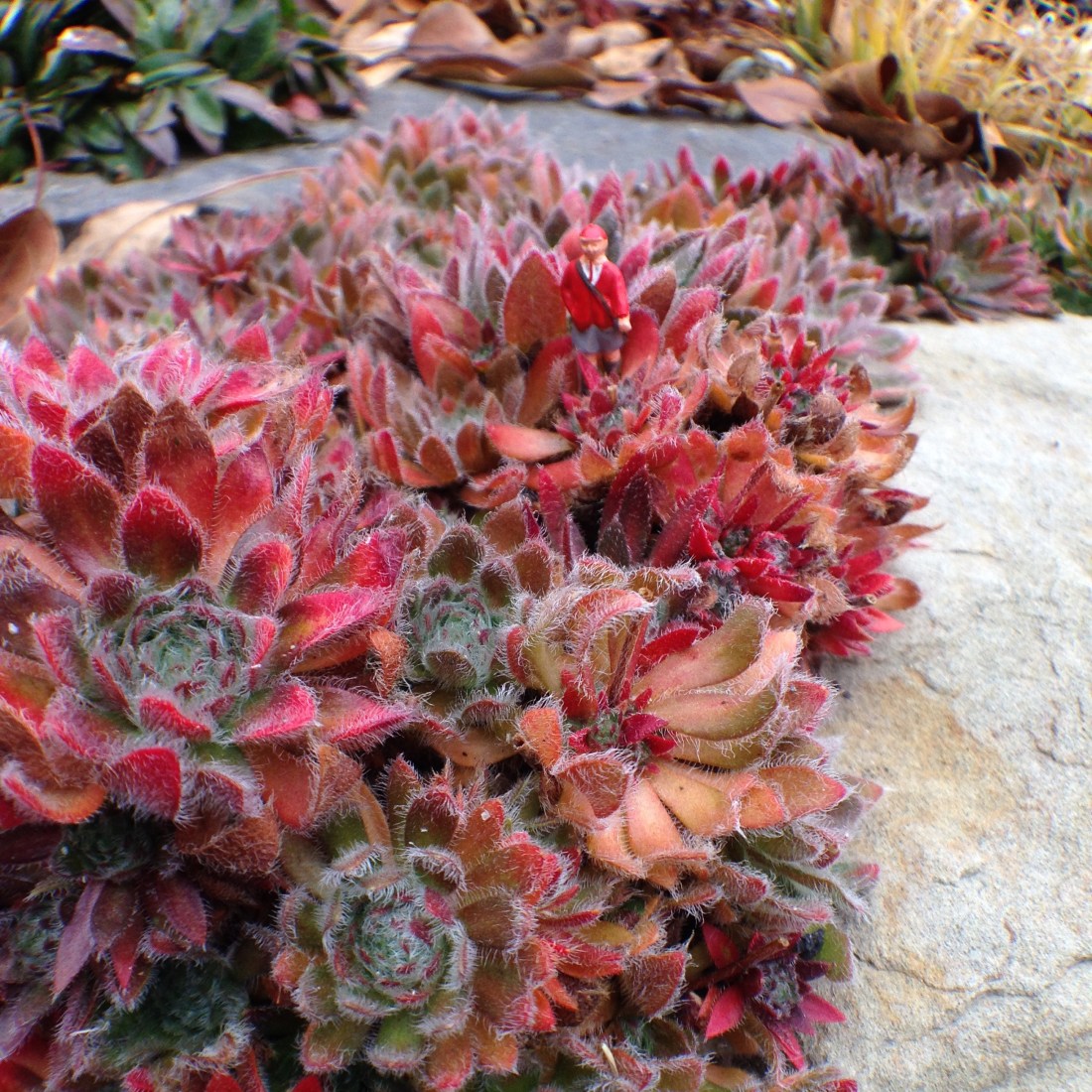 school-boy-fall-jasmine