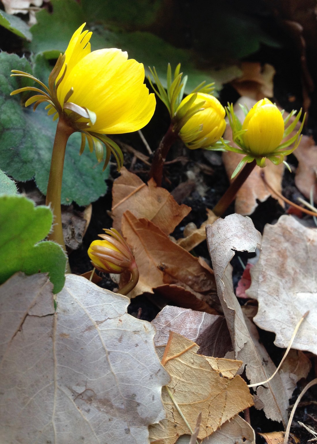 winter-aconite