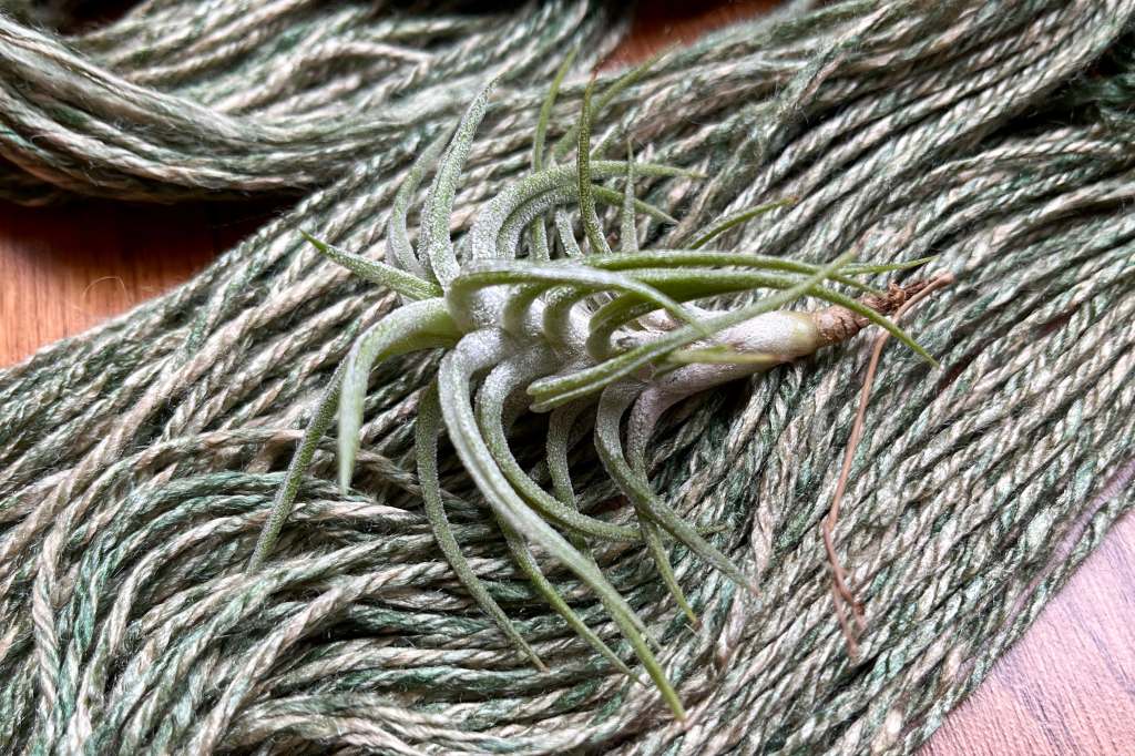 Three ply skein of variegated green silk lays on a wood floor. A Tillandsia lays on top of the skein.